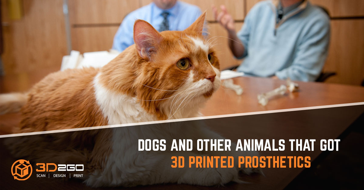 Dogs And Other Animals That Got 3D Printed Prosthetics