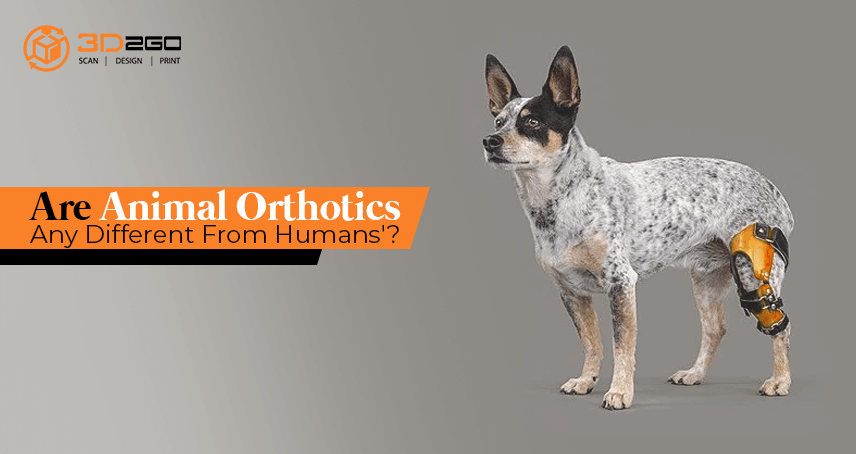 Are Animal Orthotics Any Different From Humans'?