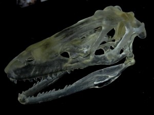 Raptor Skull     