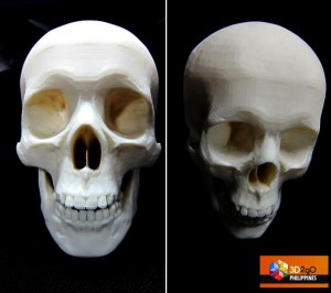 Human Skull     